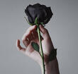 black rose